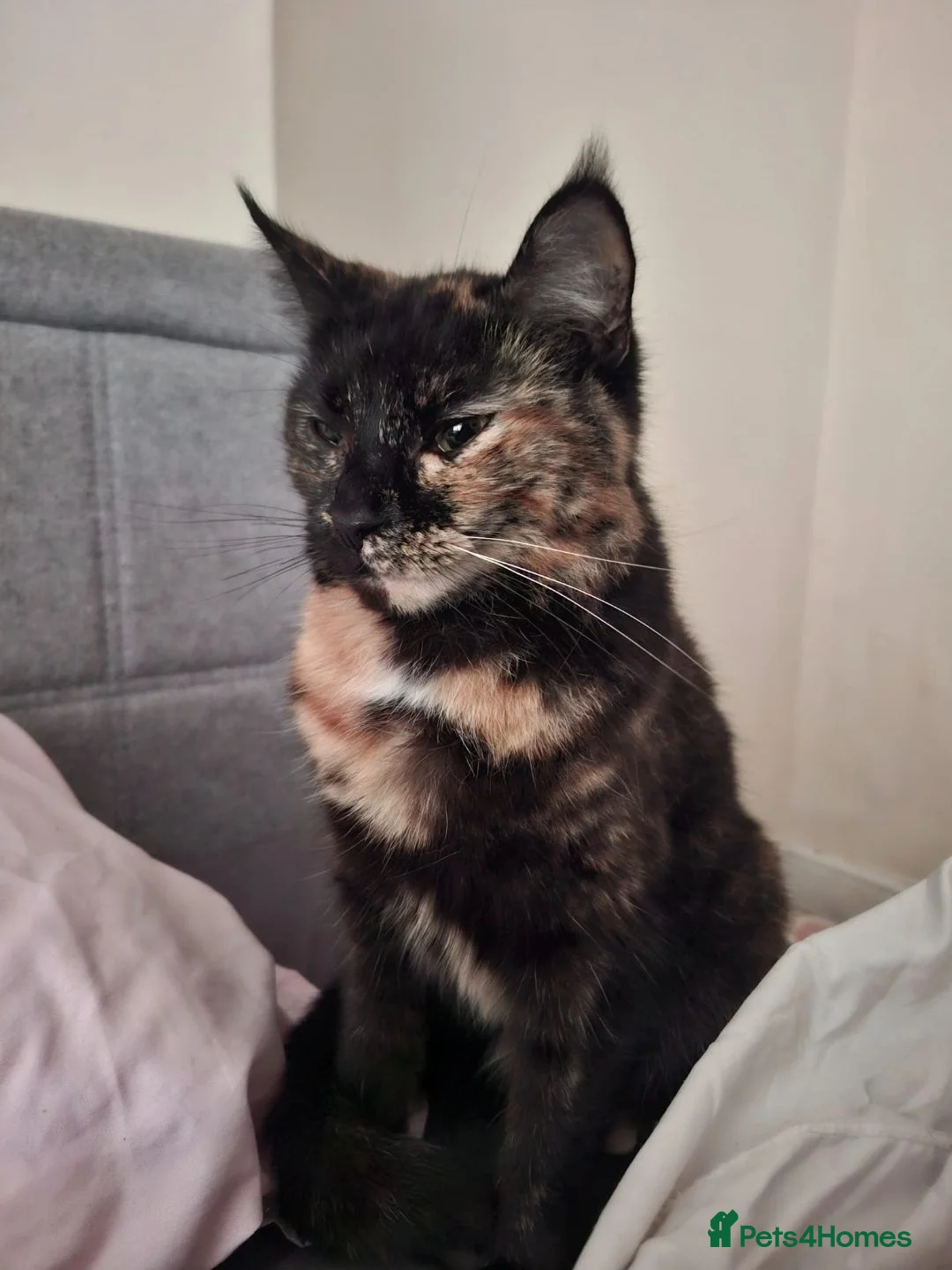Mixed Breed cats for sale: Molly female  - Advert 1