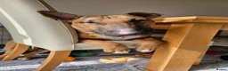 English Bull Terrier dogs for sale: Red and White EBT.  - Advert 3