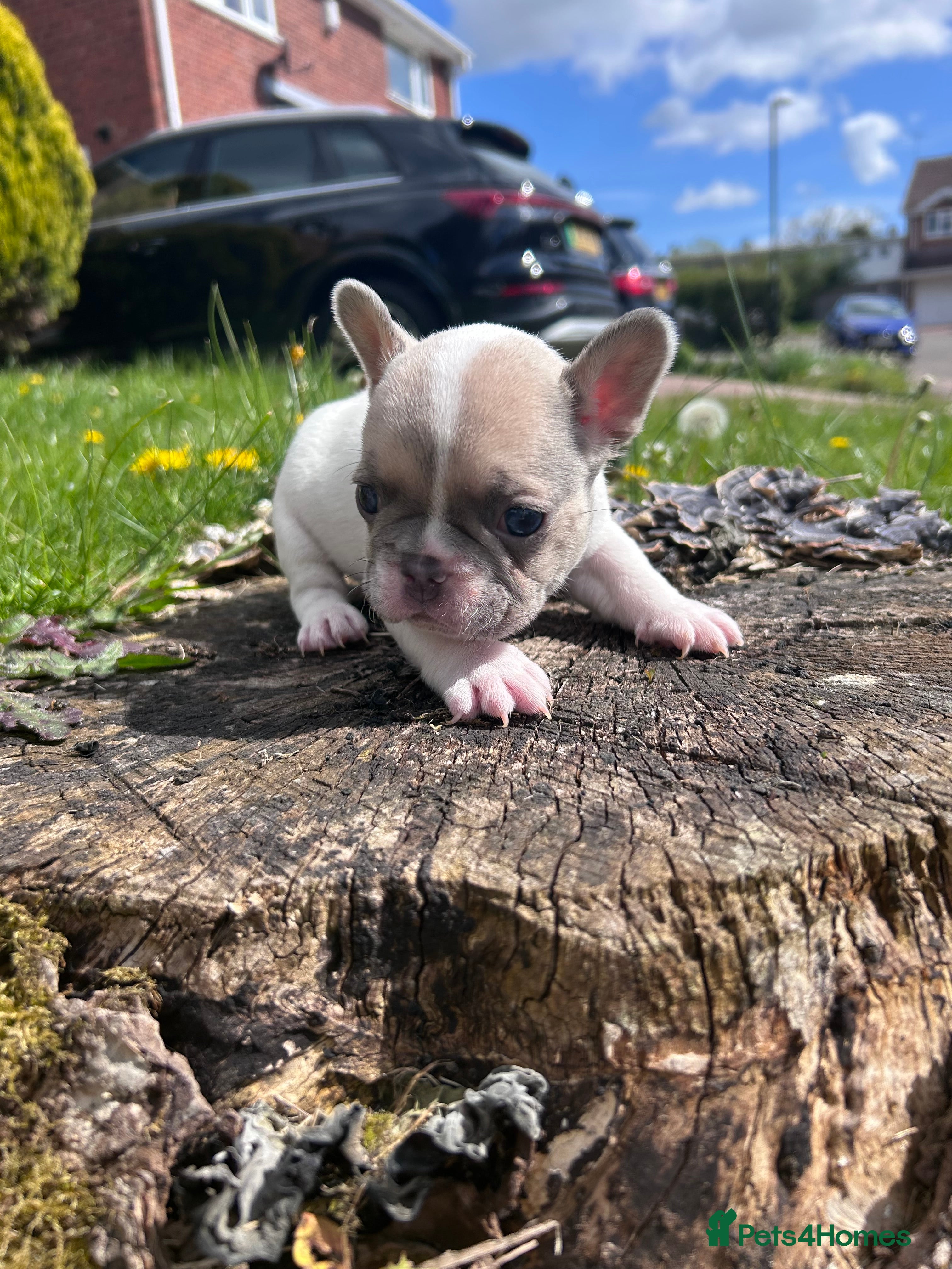 French Bulldog dogs 🐾 5⭐ DWKC Registered Puppies 🐾 - Advert 15