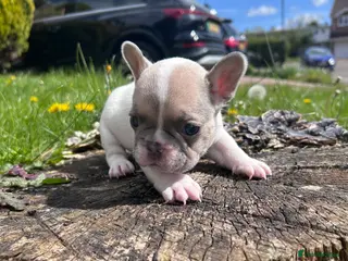 French Bulldog dogs 🐾 5⭐ DWKC Registered Puppies 🐾 - Advert 15
