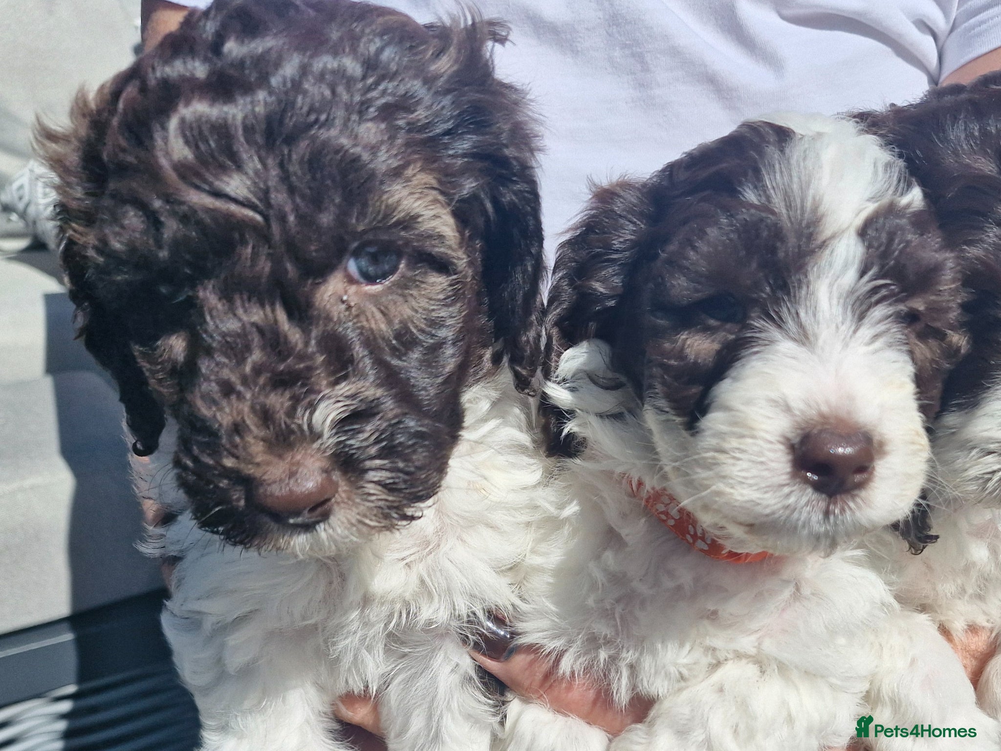 Sproodle dogs 🐾 last 2 adorable Sproodle Puppies 🐾 - Advert 1