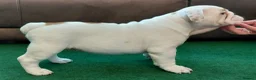 English Bulldog dogs for sale: English Bulldog Puppies Loving Homes Wanted 🐾 - Advert 4