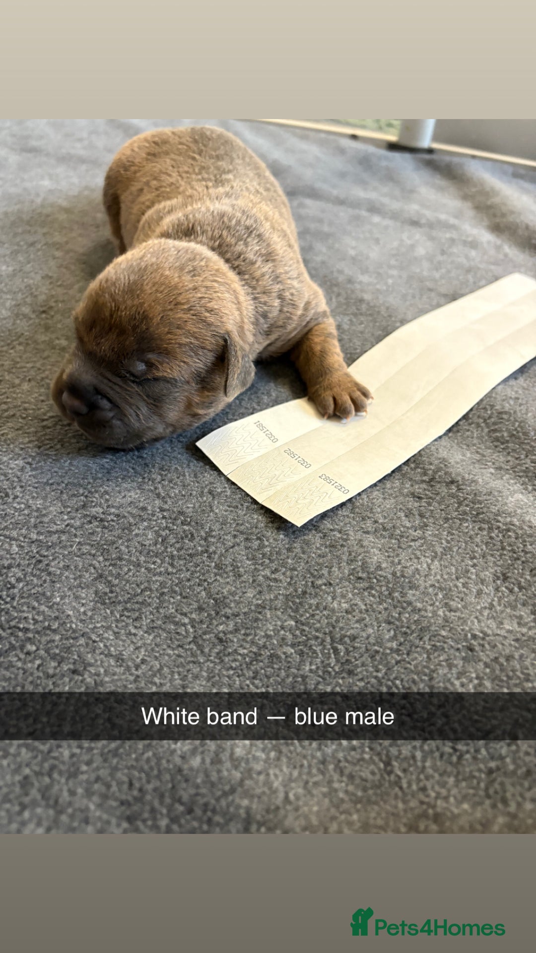 Staffordshire Bull Terrier dogs for sale: Staffordshire bull terrier puppy’s  - Image 18