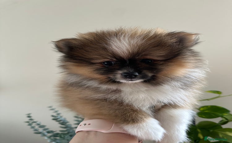 Pomeranian dogs - Advert 10