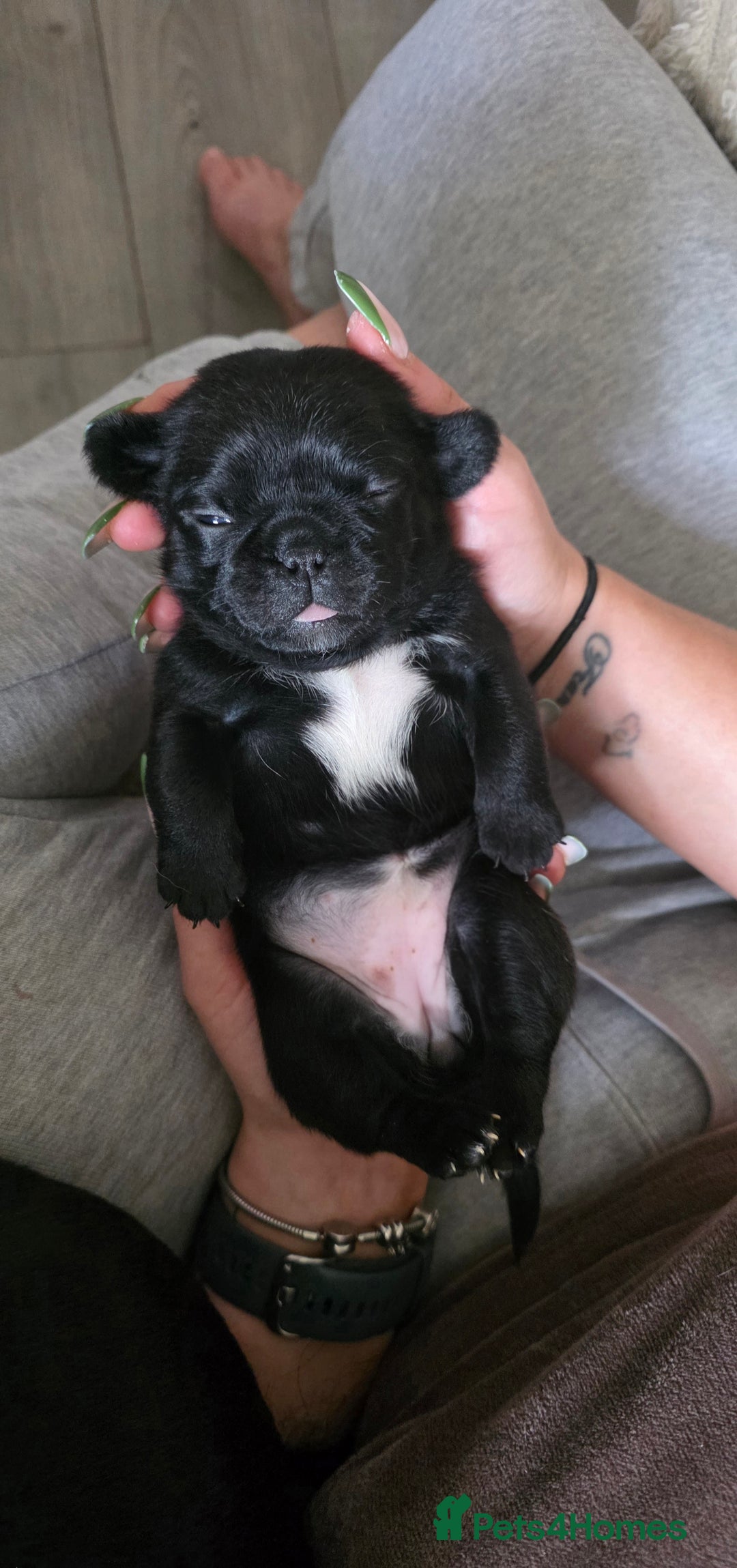 Mixed Breed dogs for sale: Mixed breed puppies for sale - Image 9