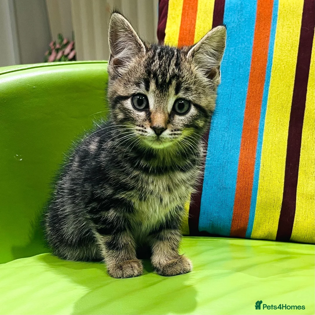 Mixed Breed cats for sale: Kittens for sale ,mixed breed, wonderful behaviour - Advert 40