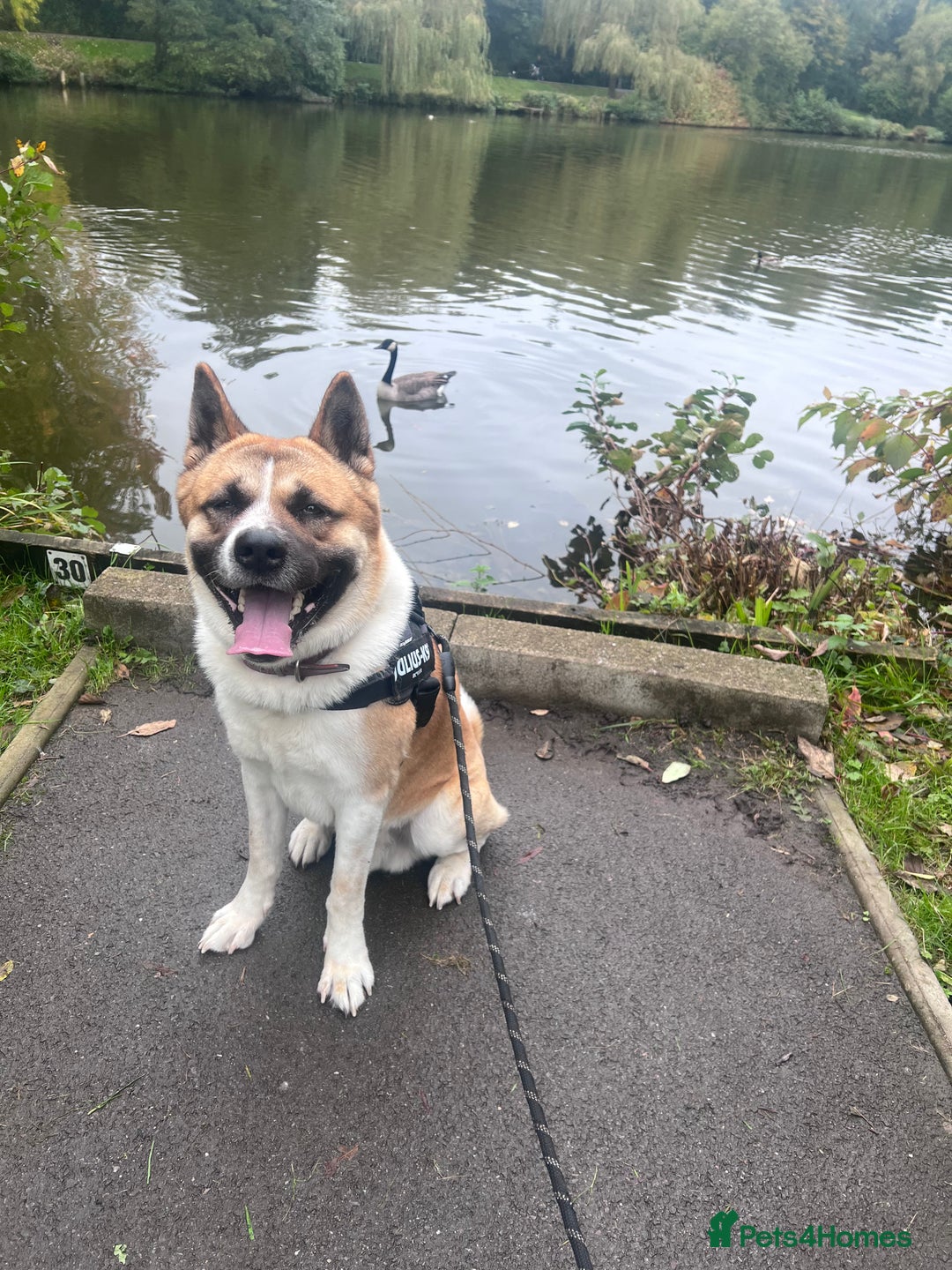 Akita dogs for stud: Male Akita for stud - Image 4