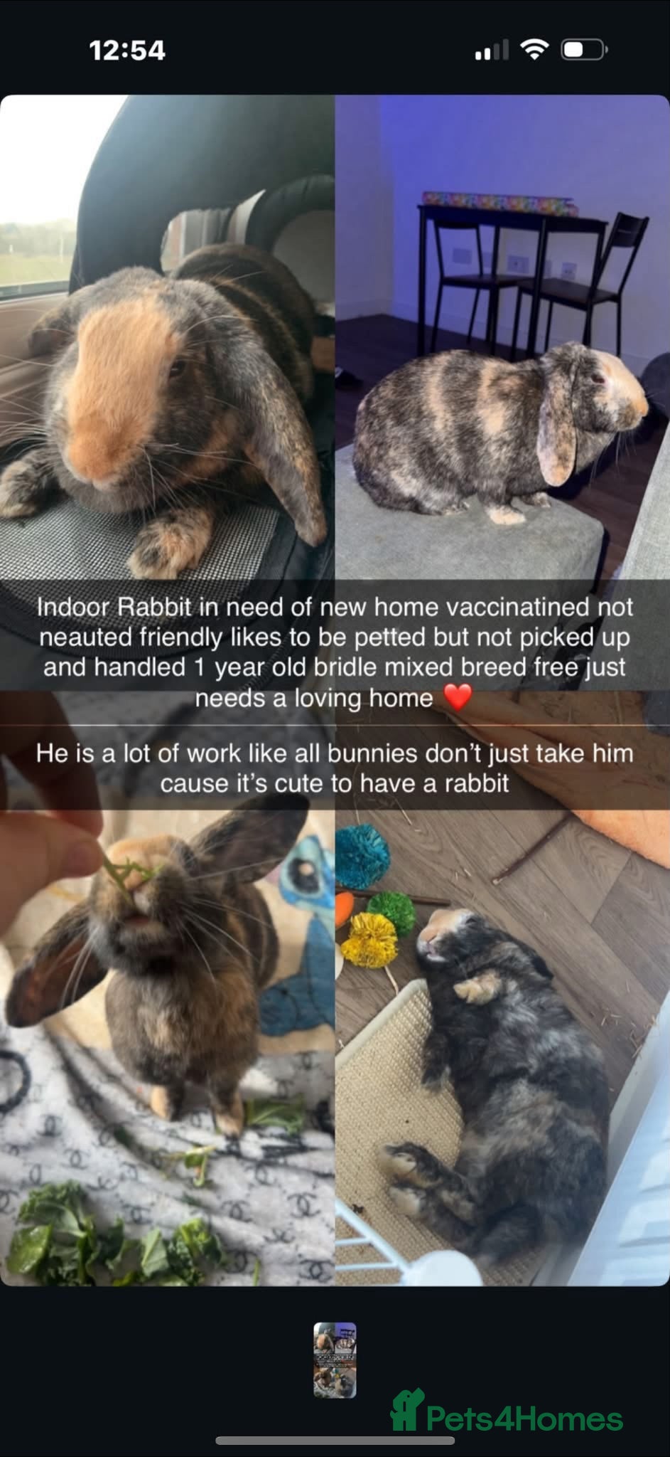 Harlequin rabbits Harlequin rabbit free - Advert 6