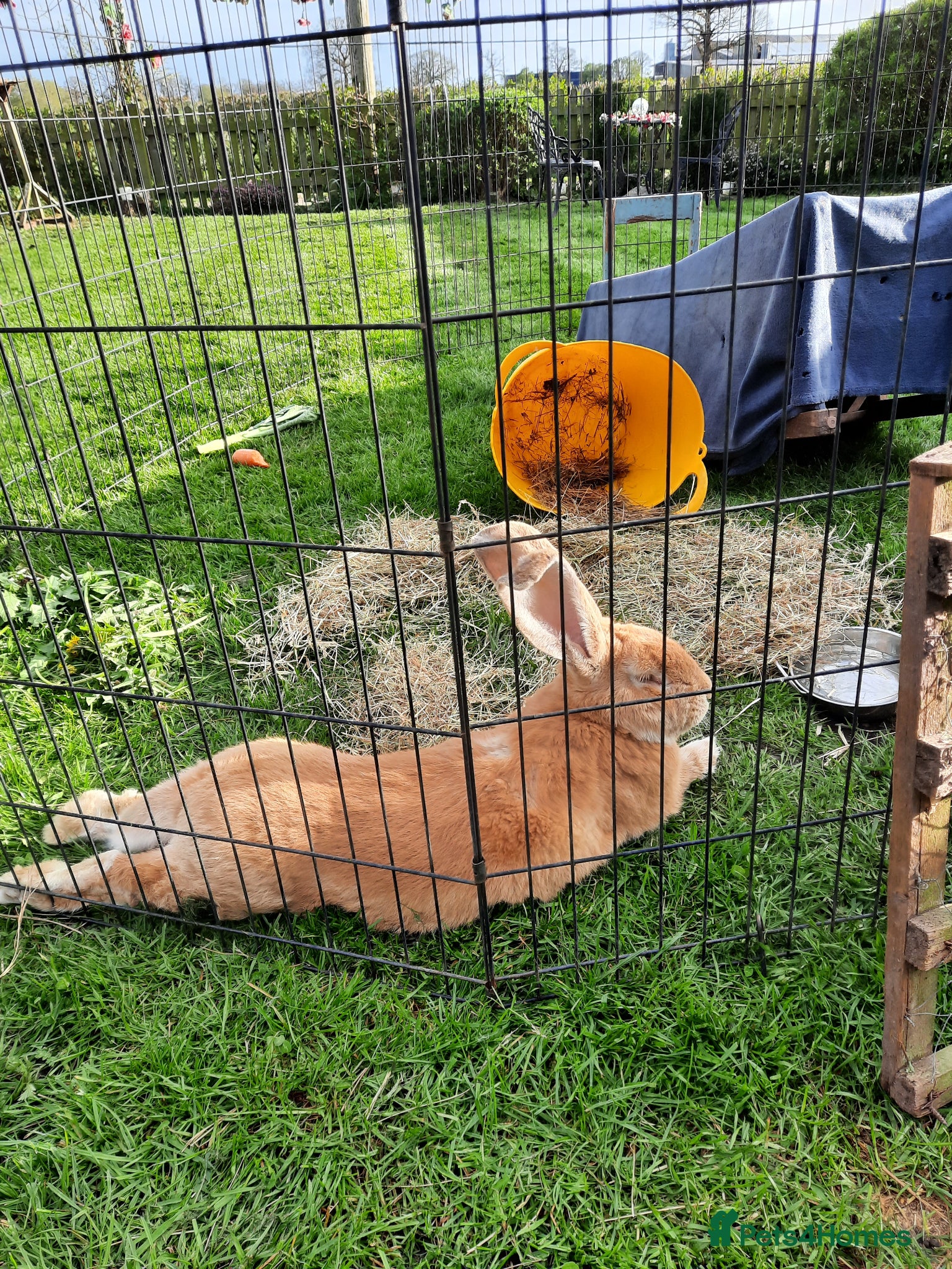 Continental Giant rabbits 8 Beautiful Pure Continental Giant Babies - Advert 2