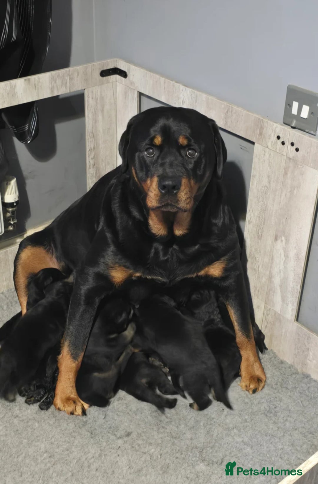 Rottweiler dogs for sale: Remi  in Chard - Image 2