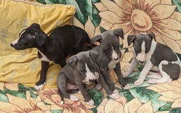 Whippet dogs for sale: Stunning whippet babies  - Image 5
