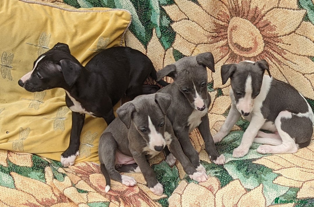 Whippet dogs for sale: Stunning whippet babies  - Image 5