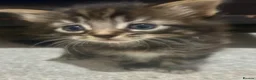 Bengal cats for sale: Bengal x kittens ready end of August 2 left  - Advert 5