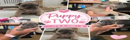 French Bulldog dogs for sale: Gorgeous chunky frenchys - Advert 3