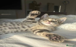 Domestic Shorthair cats for sale: Beautiful female kitten  - Image 2