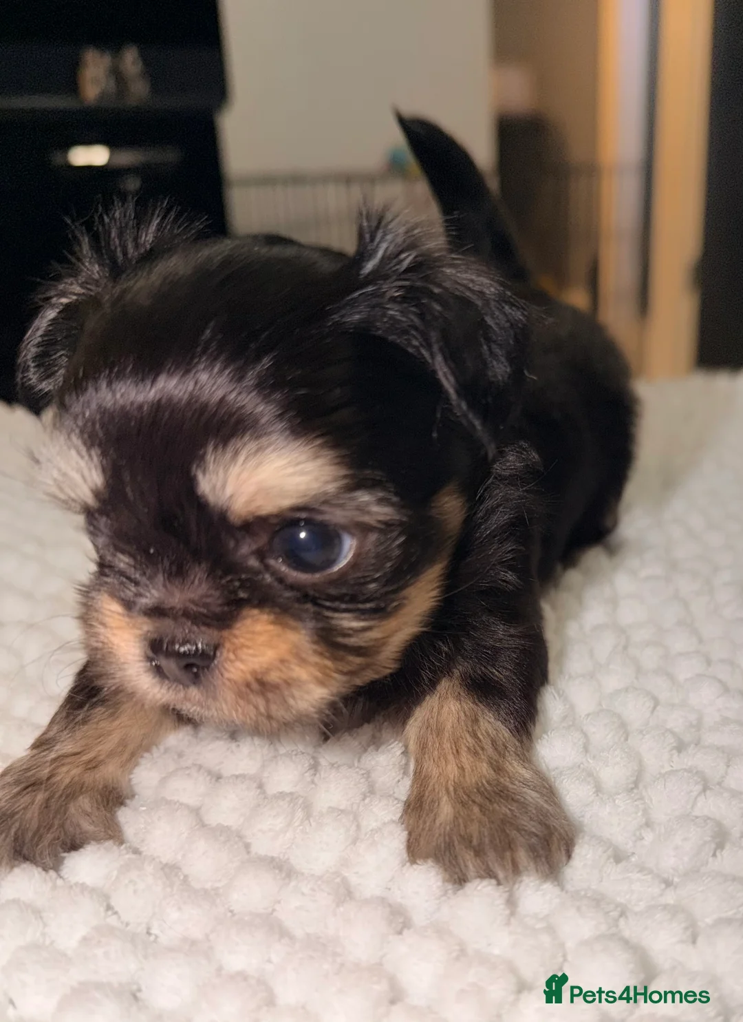 Mixed Breed dogs for sale: Fluffy Malchi puppies  - Advert 5