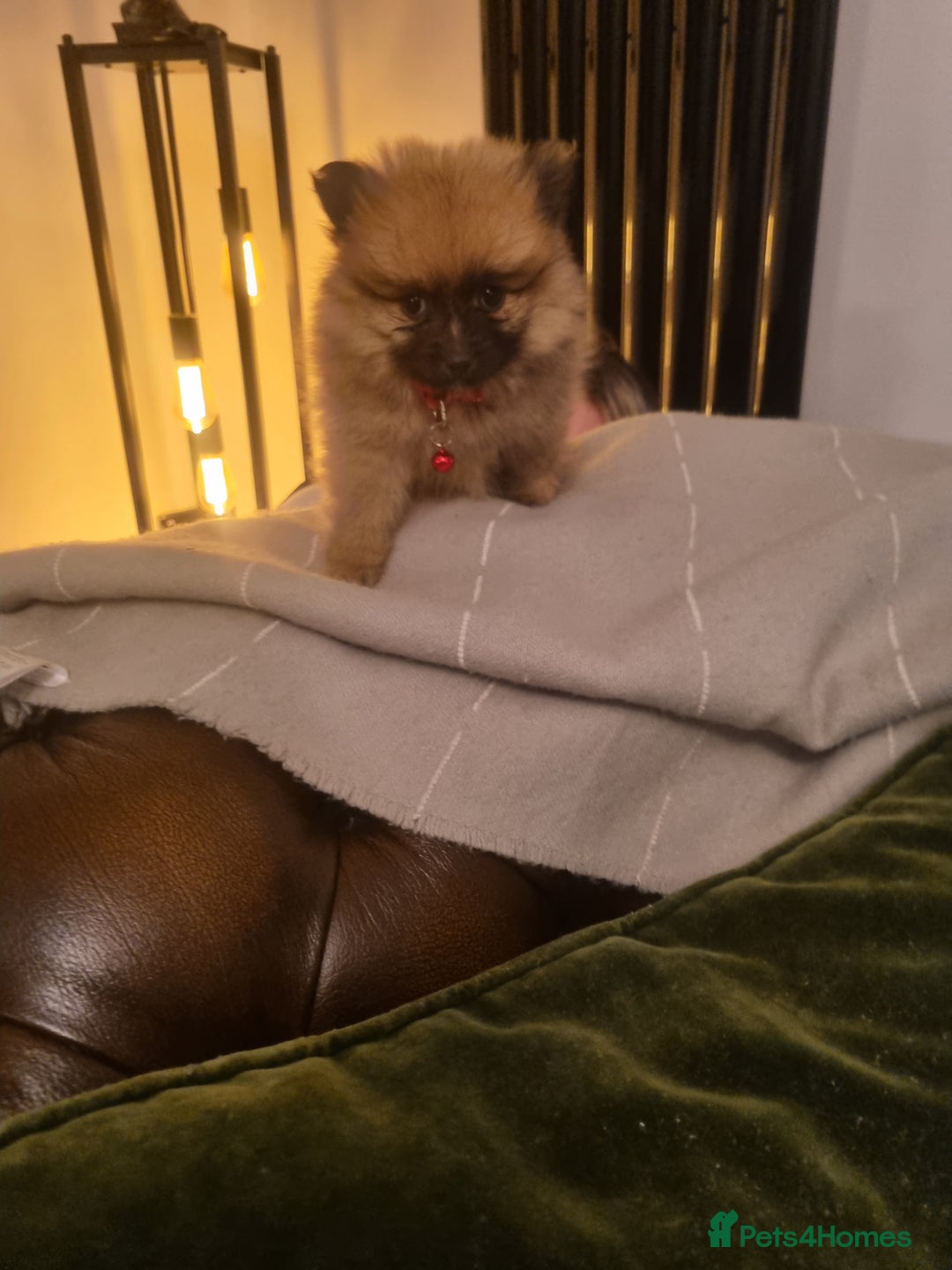 Pomeranian dogs for sale: Pomeraniums  - Advert 24