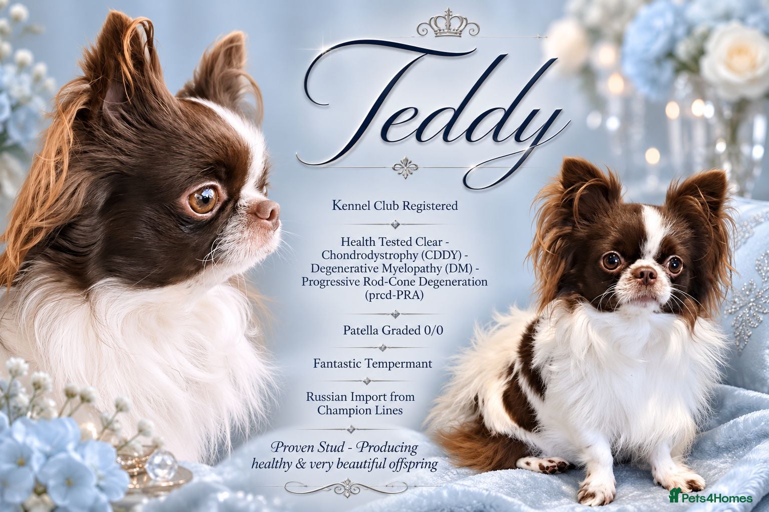 Chihuahua dogs KC reg-Heath Tested-Proven Stud - Advert 3