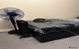 Russian Blue cats for sale: 🐾Pure Russian Blue Looking for a Forever Home  - Image 4