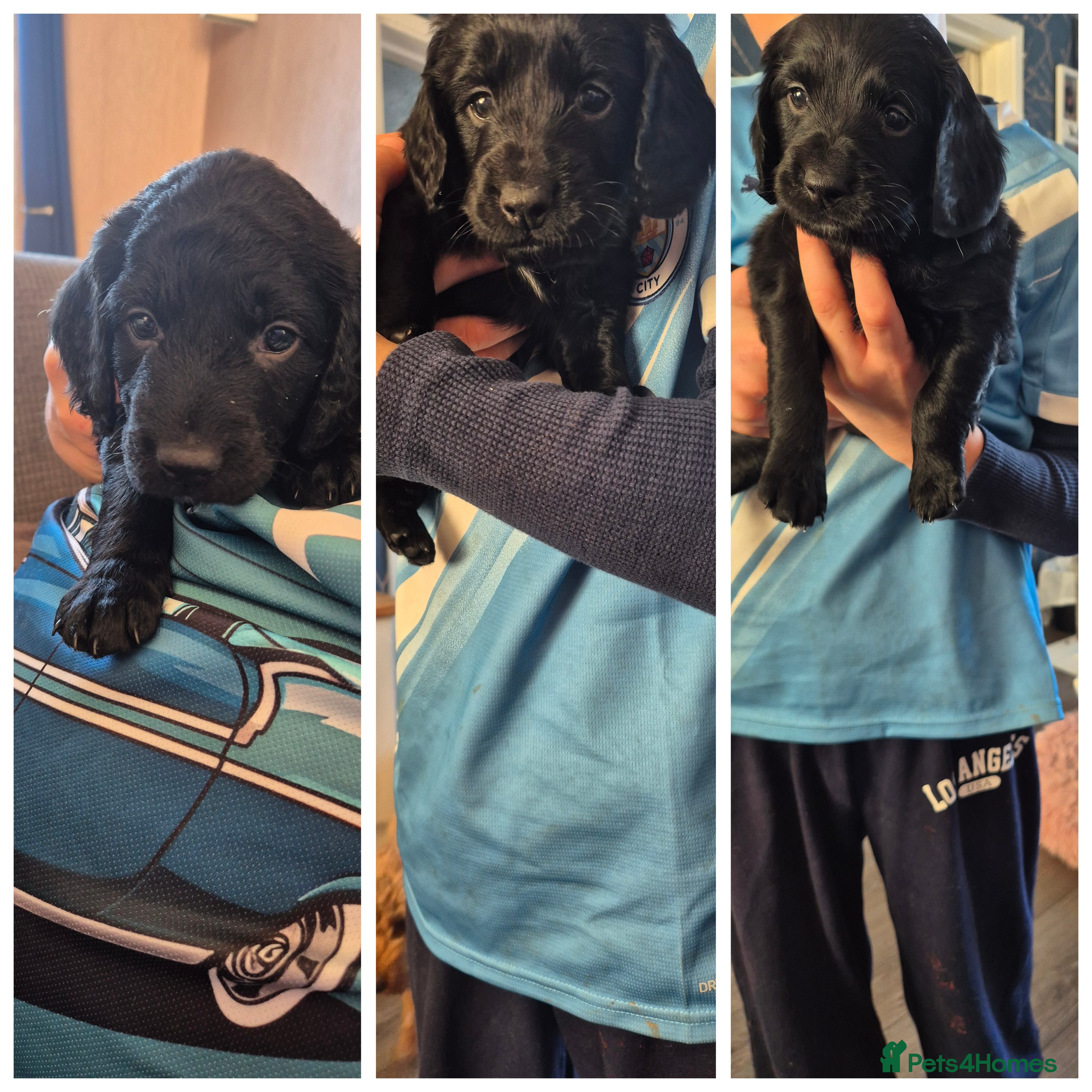 Cockapoo dogs Beautiful f2 cockapoo pups - Advert 8