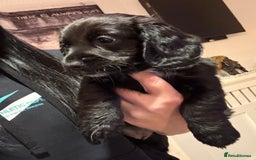 Mixed Breed dogs for sale: Dockers! Beautiful 3 girls left READY NOW  - Advert 4