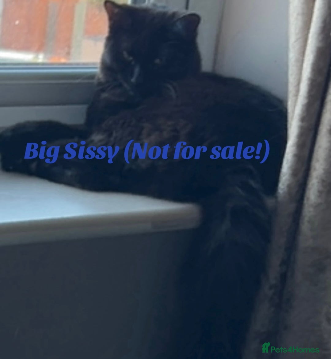 Ragdoll cats for sale: Ragdoll/British shorthair - Advert 8