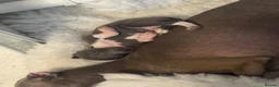 Italian Greyhound dogs for sale: Kc registered Italian greyhound pups  - Advert 15