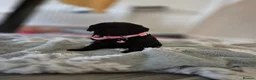 Cockapoo dogs for sale: Only one ♀️ remaining Adorable F1bb Cockapoo Pups  - Advert 18