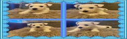West Highland Terrier dogs for sale: West highland terrier BOY pup - Advert 2
