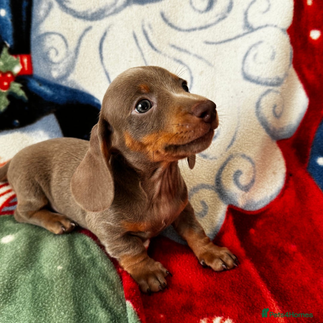 Dachshund dogs for sale: Mini smooth coat dachshunds  - Advert 20