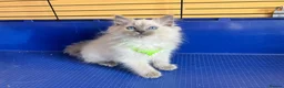 Ragdoll cats for sale: GCCF Ragdoll 🏆Champion Bloodline🌟5-Gen Pedigrees - Advert 17