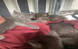 Mixed Breed cats for sale: 4 beautiful mixed / BSH kittens  - Image 3