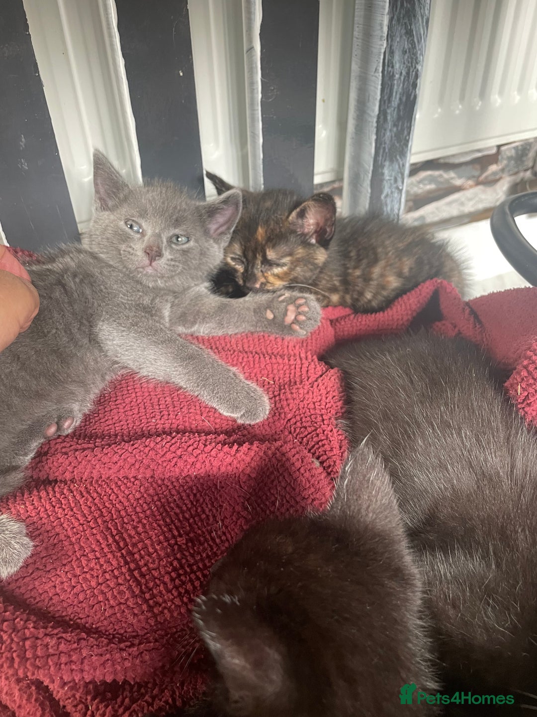 Mixed Breed cats for sale: 4 beautiful mixed / BSH kittens  - Image 3