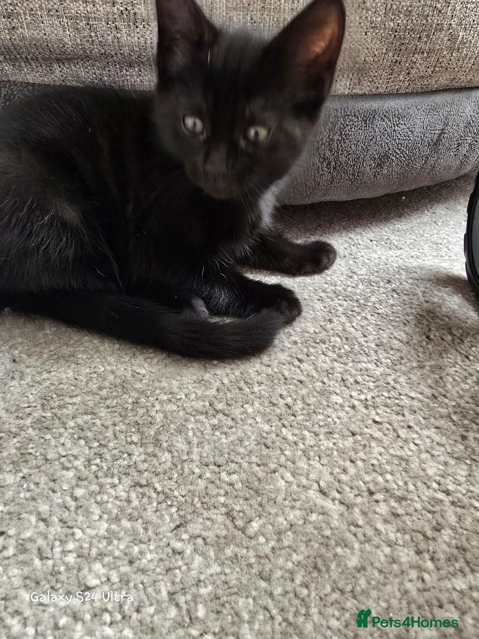 Mixed Breed cats Main coon cross kittens.   - Advert 4