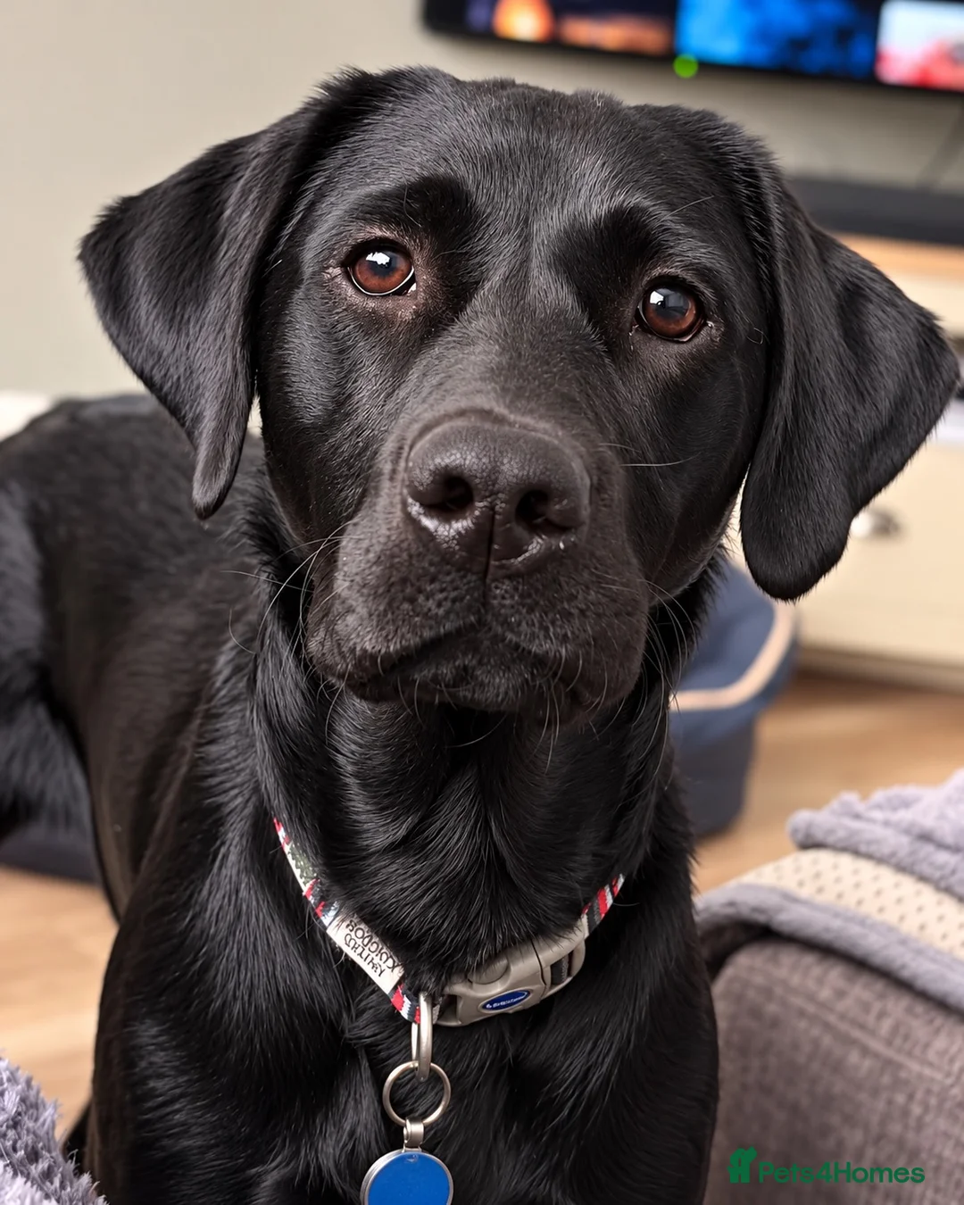 Labrador Retriever dogs for stud: Marley – Fully Health Tested Labrador at Stud - Advert 2