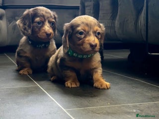 Miniature Dachshund dogs Ready Now Long Hair Miniature Dachshund males - Advert 7
