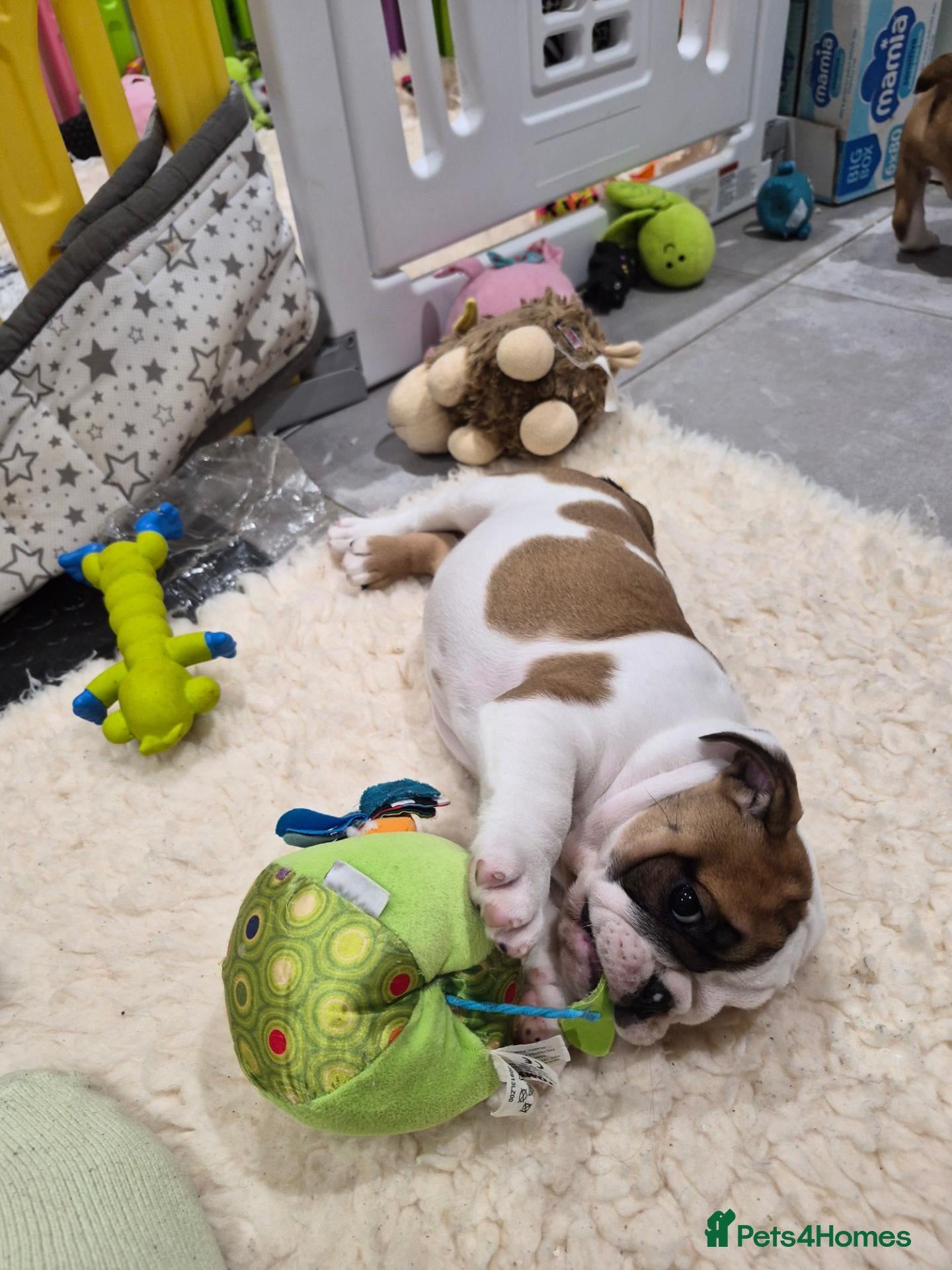 English Bulldog dogs for sale: Sired by top male bulldog at crufts 2026  - Advert 3