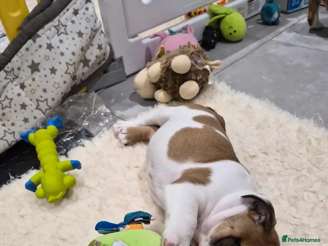 English Bulldog dogs for sale: Sired by top male bulldog at crufts 2026 - Advert 3