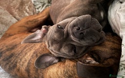 French Bulldog dogs for sale: Chicco for re homing. - Image 4