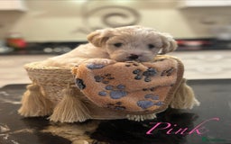 Mixed Breed dogs for sale: Peke-a-Chon puppies 🐶  - Image 11