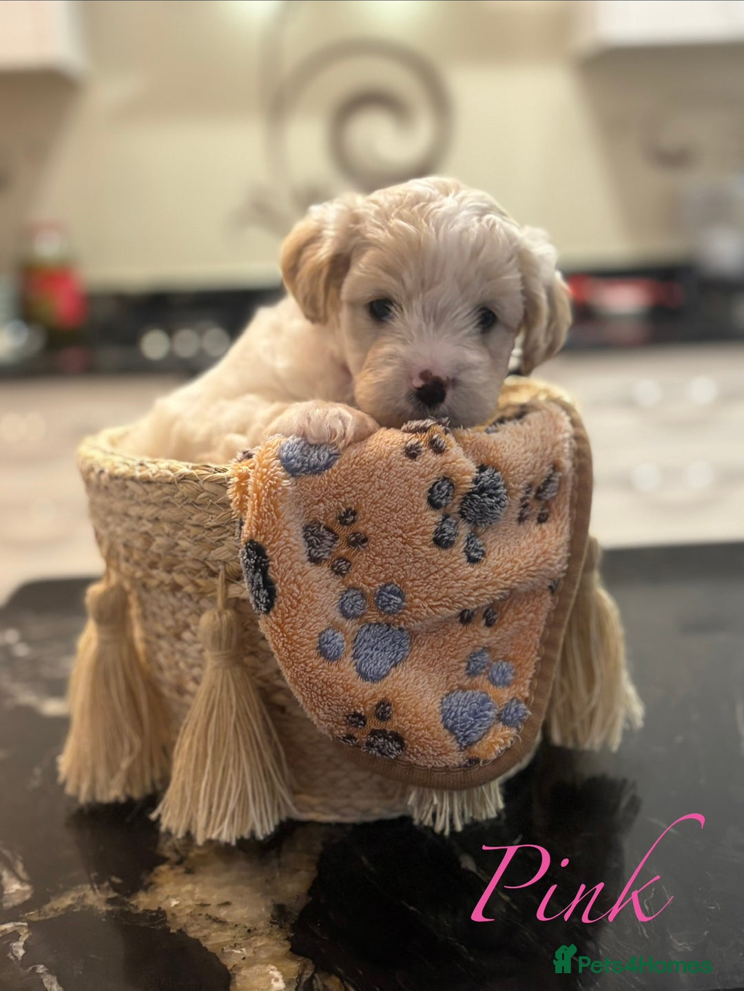 Mixed Breed dogs for sale: Peke-a-Chon puppies 🐶  - Image 11