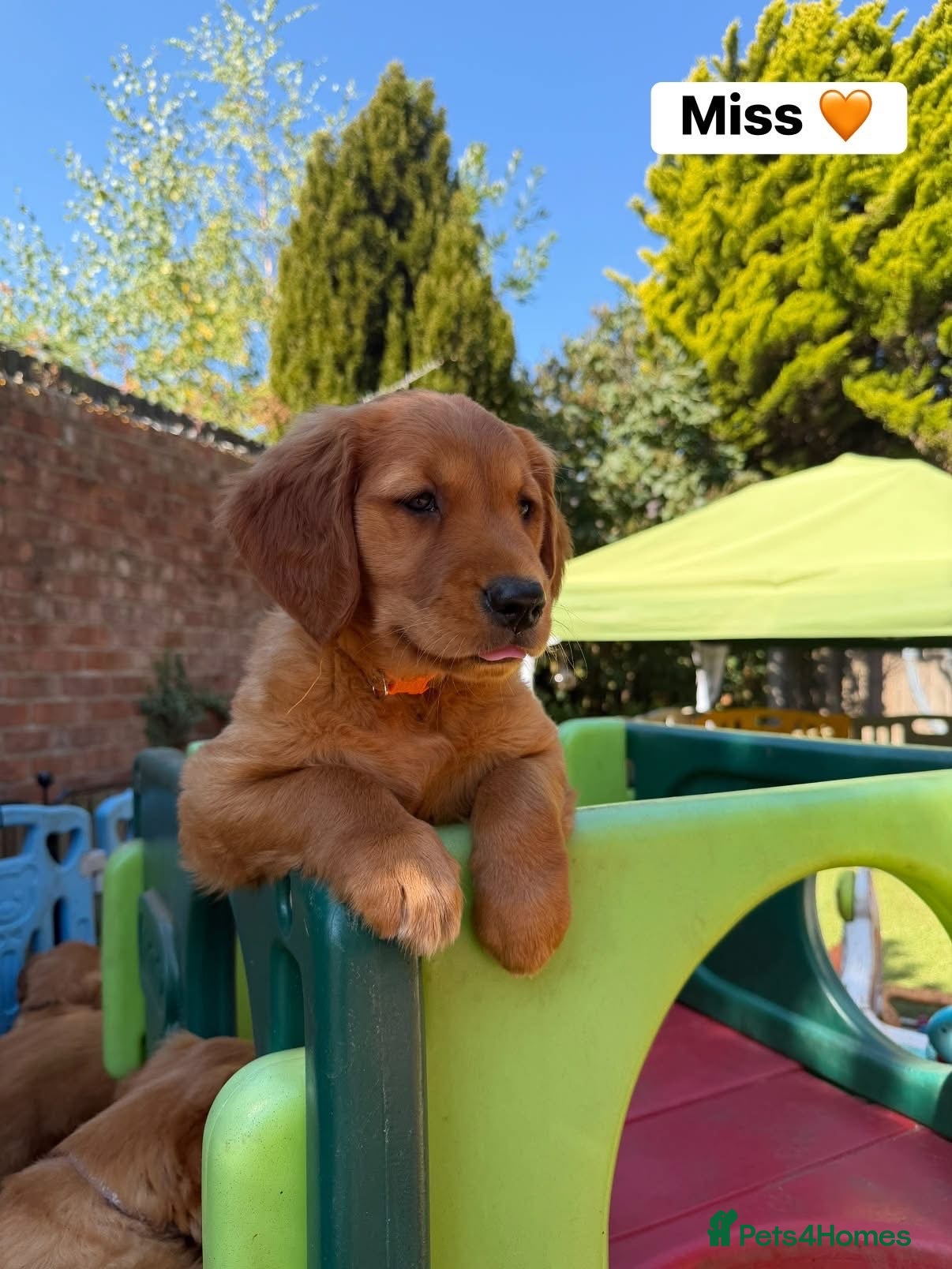 Golden Retriever dogs Outstanding Quality Puppies  - Advert 1