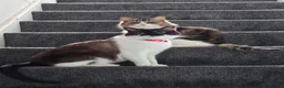 Mixed Breed cats for sale: 2 cats for sale - Advert 4