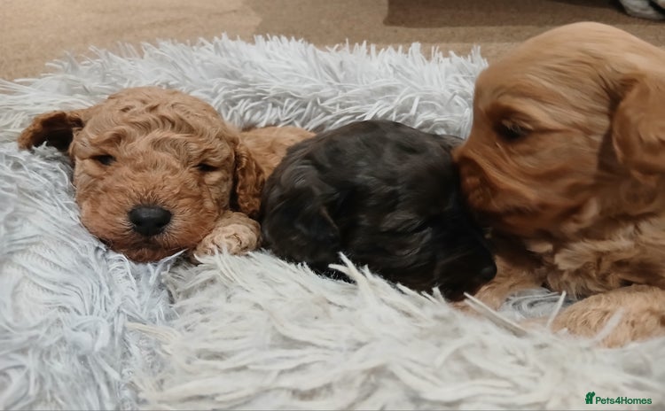 Mixed Breed dogs - Advert 16