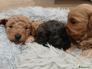 Mixed Breed dogs - Advert 8