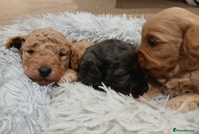 Mixed Breed dogs - Advert 16