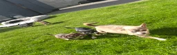 Chihuahua dogs for sale: 5 Beautiful Chihuahua Puppies For Sale  - Advert 34