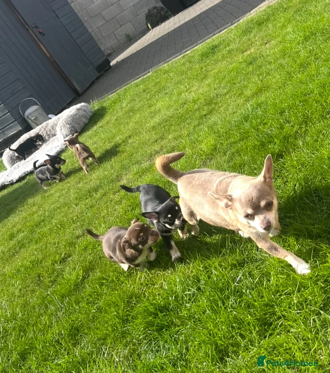 Chihuahua dogs for sale: 5 Beautiful Chihuahua Puppies For Sale  - Advert 34