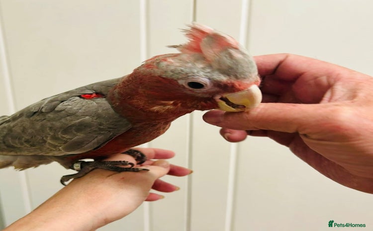 Cockatoo birds - Advert 2