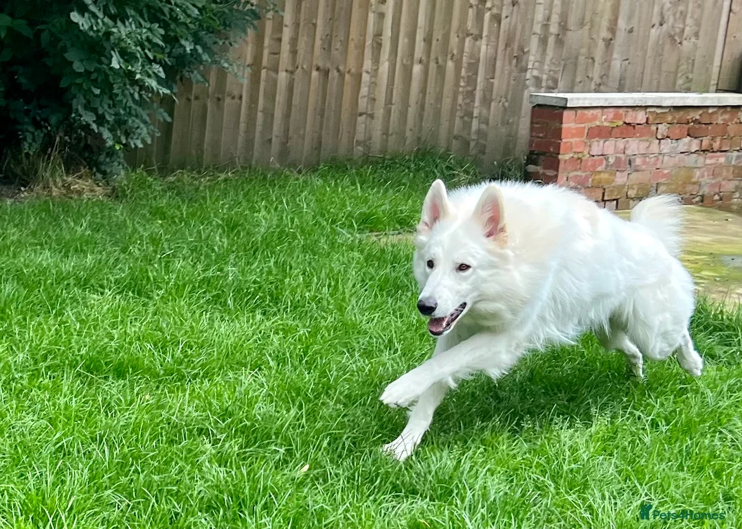 White Swiss Shepherd dogs for stud: White Swiss Shepherd Dog at Stud (Long Coat) in Nelson - Advert 8